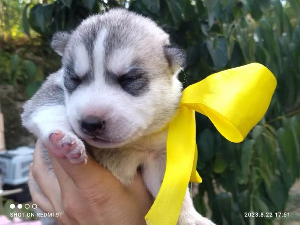 Cuccioli di Husky con pedegree | Foto 3