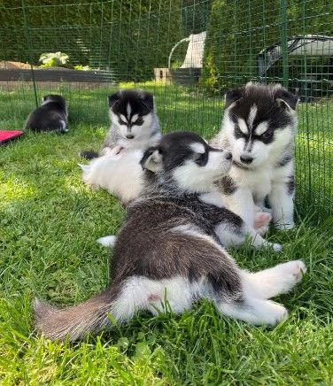Cuccioli di Husky con pedegree | Foto 2