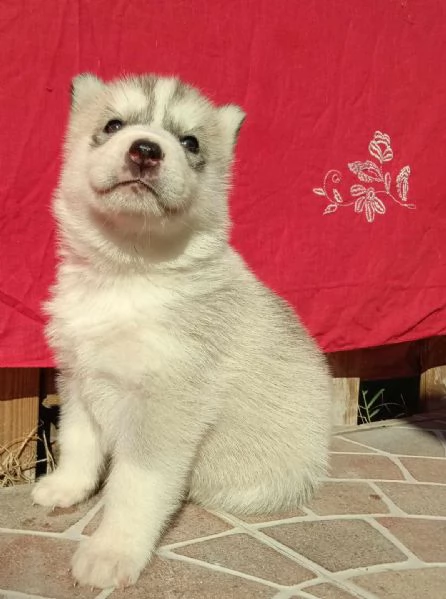 Cuccioli di Husky con pedegree | Foto 1
