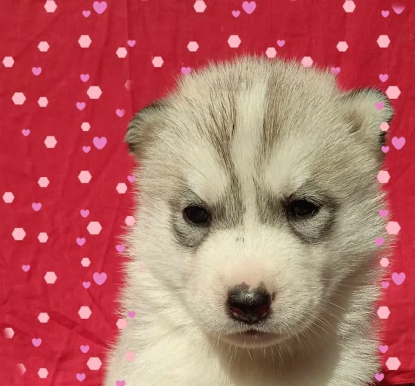 Cuccioli di Husky con pedegree | Foto 0