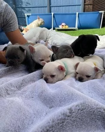 regalo bulldog francese whatsapp (0039 353 317 4023 ) | Foto 2