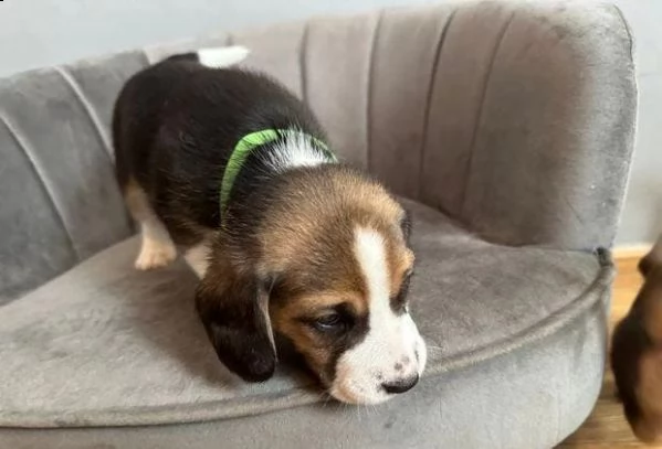 regalo cuccioli beagle whatsapp (0039 353 317 4023 ) | Foto 2