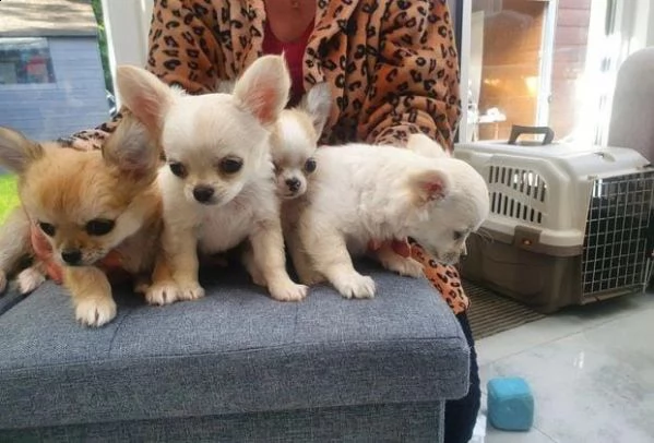 regalo cuccioli di chihuahua whatsapp ( 0039 353 317 4023 ) | Foto 2