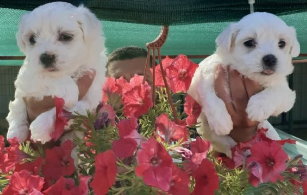 regalo cuccioli maltesi whatsapp (0039 353 317 4023) | Foto 2