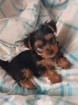regalo cuccioli di yorkie whatsapp ( 0039 353 317 4023 ) | Foto 1