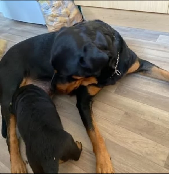 cucciolo di rottweilerrottweiler hvalp