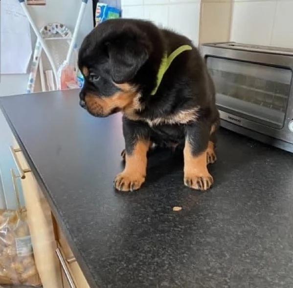 cucciolo di rottweilerrottweiler hvalp | Foto 0