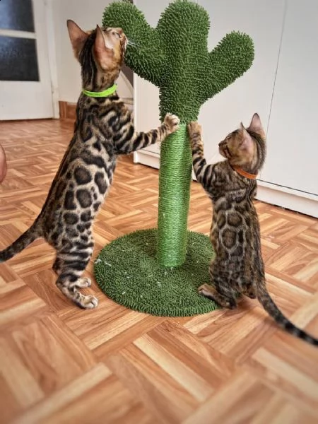 gattini bengala registrati da tica | Foto 0