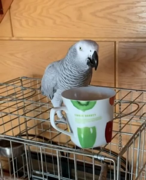 grigio africano | Foto 0