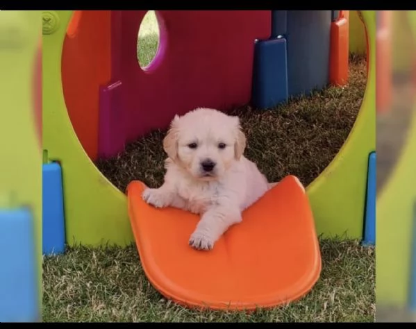 cuccioli di razza golden retriever | Foto 0