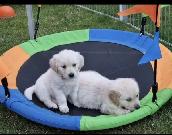 cuccioli di razza golden retriever