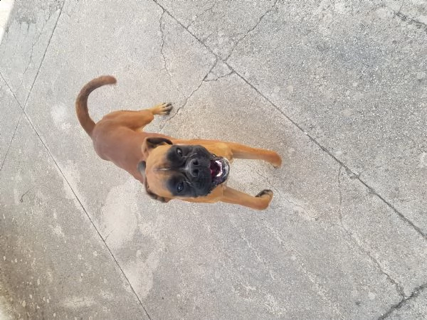 boxer  da fare accoppiare, chiedo solo un cucciolo | Foto 0