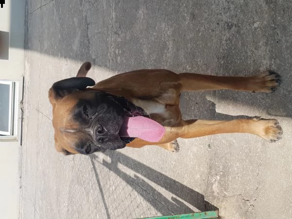 boxer  da fare accoppiare, chiedo solo un cucciolo