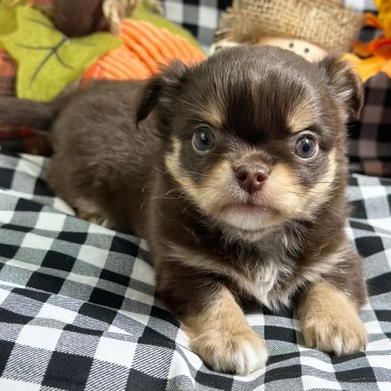 yorkshire puppy per adozione | Foto 1