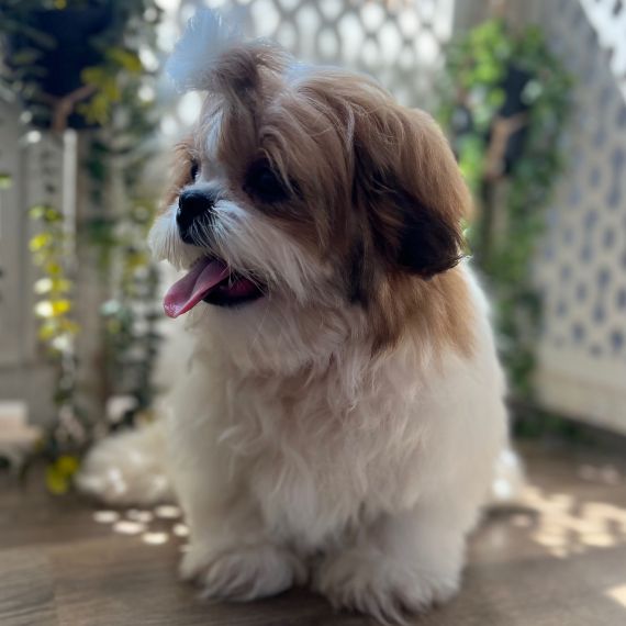 shih tzu maschio • 18 settimane per l'adozione | Foto 1
