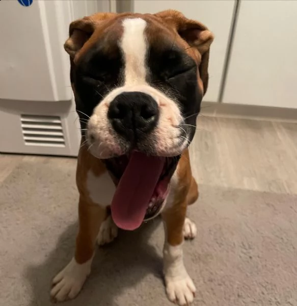 cuccioli di boxer carinissimi per il reinserimento (+393509706299)