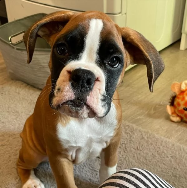 cuccioli di boxer akc (+393509706299)