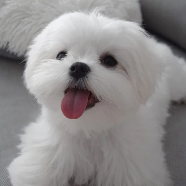 splendidi cuccioli maltesi genuini (+393509706299)