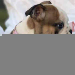  regalo   bulldog inglese | Foto 0