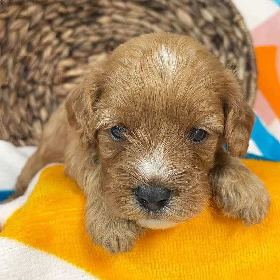 carino 3 settimane cavapoo cucciolo come regalo | Foto 2