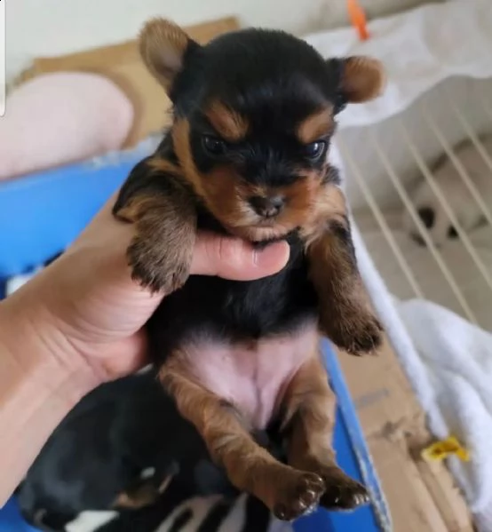 home cresciuto maschio yorkshire puppy come regalo???? | Foto 0