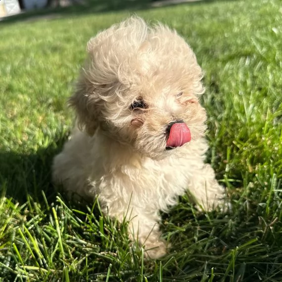 maltipoo puppy come regalo | Foto 1