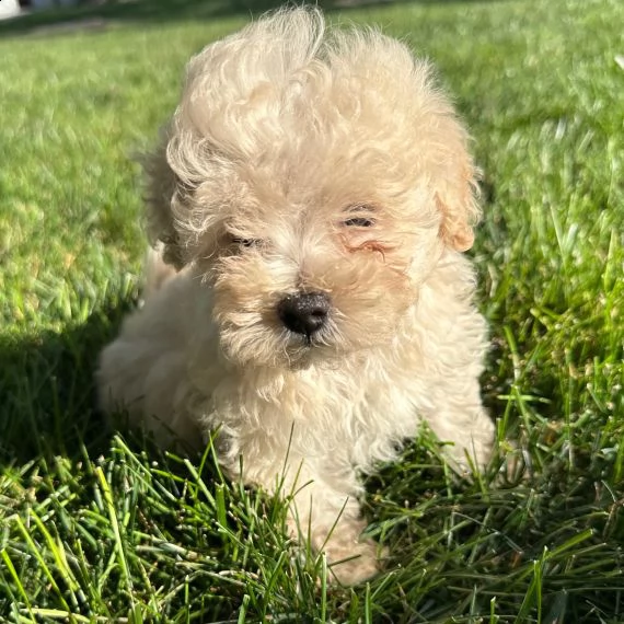 maltipoo puppy come regalo | Foto 0