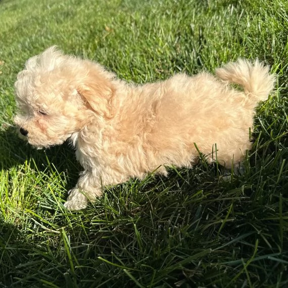 maltipoo puppy come regalo