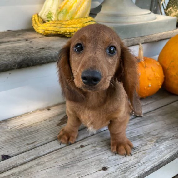 cucciolo di bassotto in adozione di 11 settimane. | Foto 2