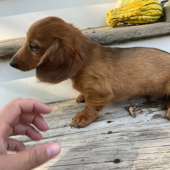 cucciolo di bassotto in adozione di 11 settimane. | Foto 1