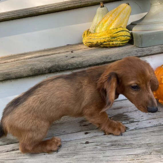 cucciolo di bassotto in adozione di 11 settimane. | Foto 0