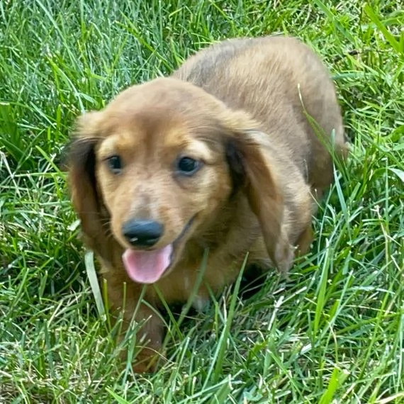 cucciolo di bassotto in adozione di 11 settimane.