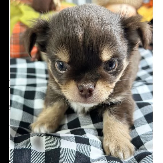 cucciolo di yorkshire come regalo. | Foto 0