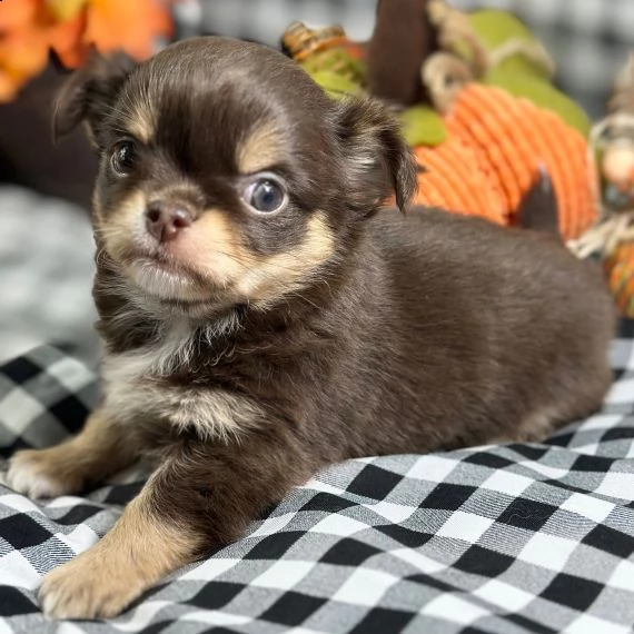 cucciolo di yorkshire come regalo.