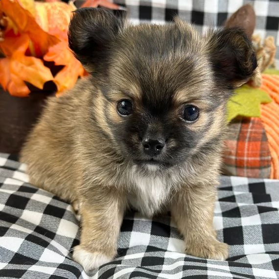 adorabile cucciolo di chihuahua in reinserimento ❤️ | Foto 2