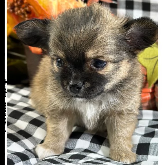 adorabile cucciolo di chihuahua in reinserimento ❤️ | Foto 1