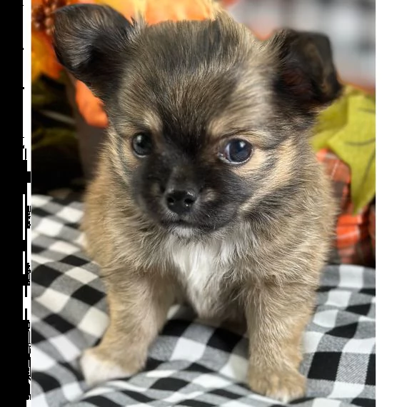 adorabile cucciolo di chihuahua in reinserimento ❤️ | Foto 0