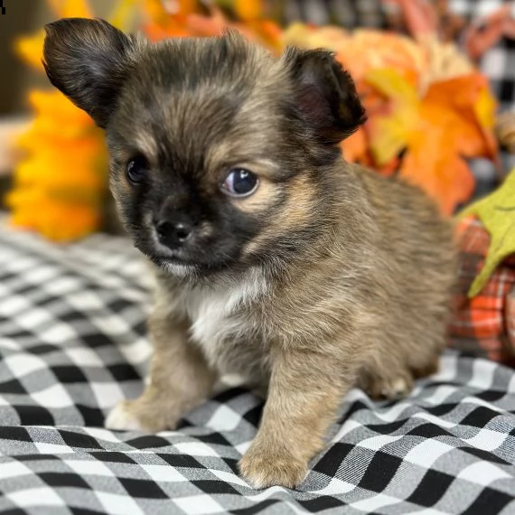 adorabile cucciolo di chihuahua in reinserimento ❤️