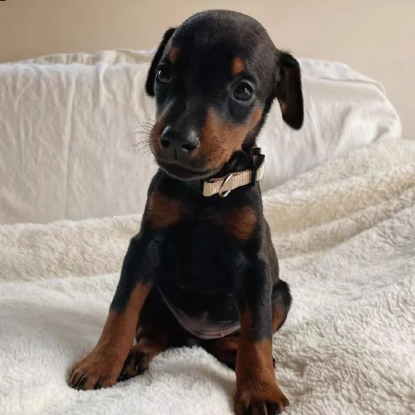 cuccioli di dobermann pinscher