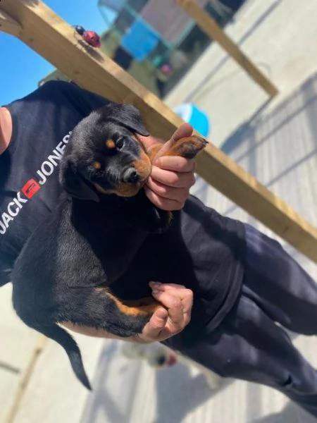 cuccioli di rottweiler