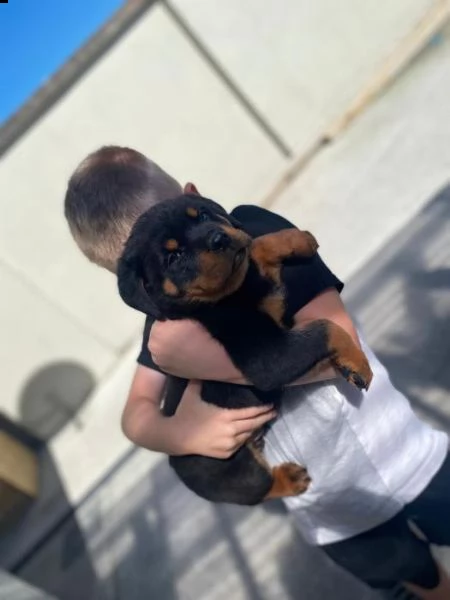 cuccioli di rottweiler | Foto 0