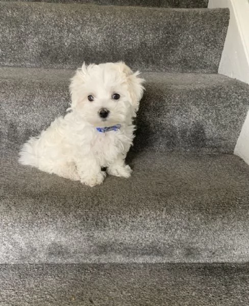 maltese | Foto 0