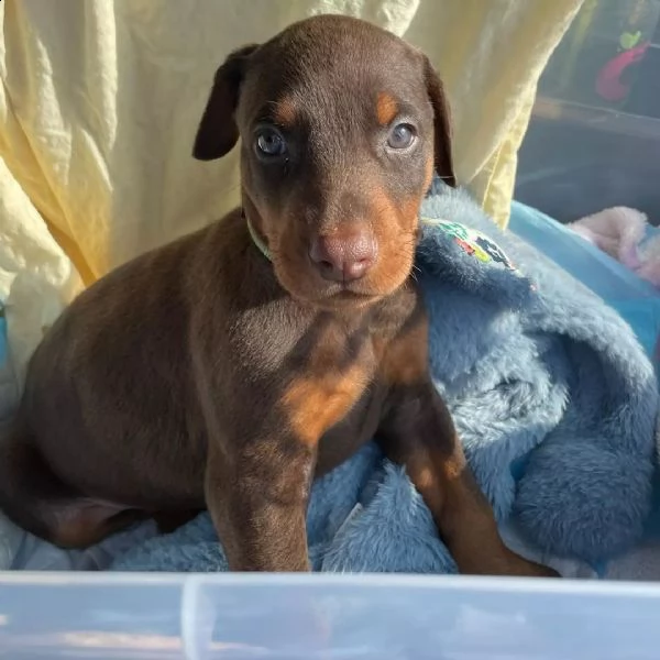 cuccioli di dobermann pinscher