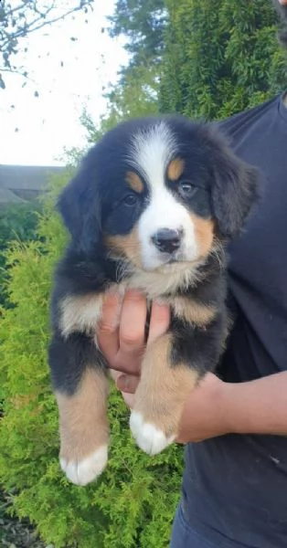 cuccioli di montagna bernese | Foto 1