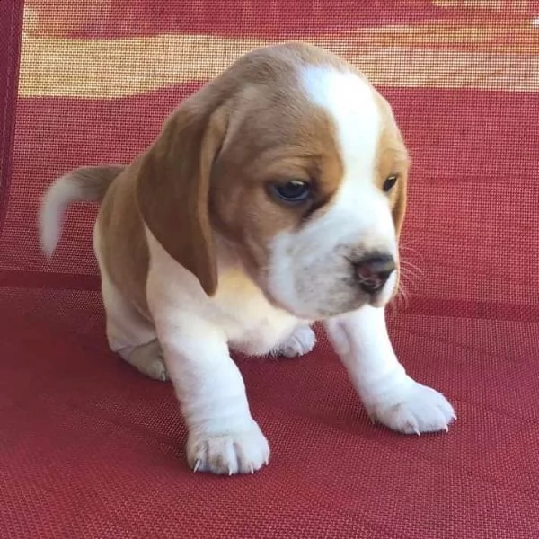 cuccioli di beagle | Foto 1