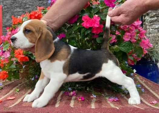 cuccioli di beagle