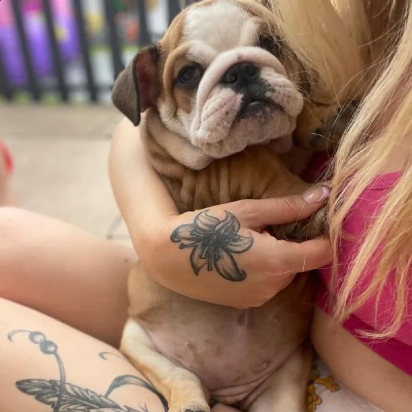 cuccioli di bulldog inglese