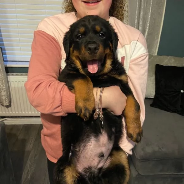 cuccioli di rottweiler | Foto 1