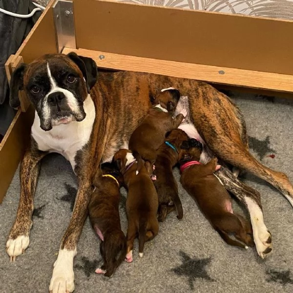 cuccioli di boxer | Foto 0