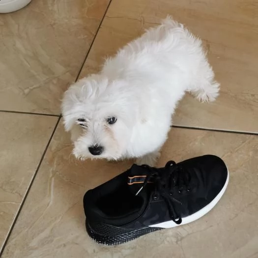 maltese | Foto 2